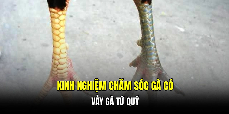 Kinh nghiệm chăm sóc gà có vảy gà tứ quý